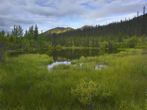Boreal Forest With Pond And Antimony Photograph By Tim