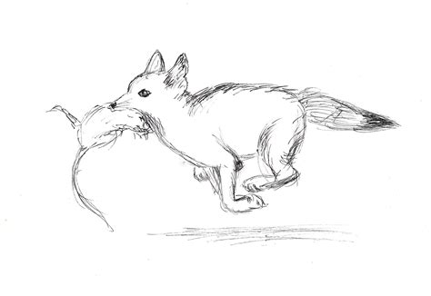 Swift Fox Drawing At Explore Collection Of Swift