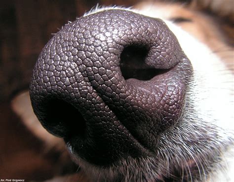 How and Why do Dogs Smell? - Stuff4Petz