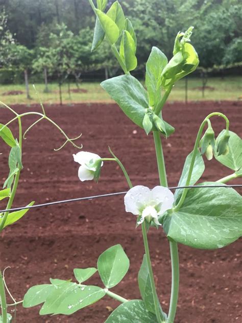 Snow Peas Are Blooming Finally Gardening
