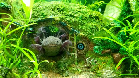 Axolotl Tank Ideas Axolotl Tank Axolotl Aquarium Fish Sexiz Pix
