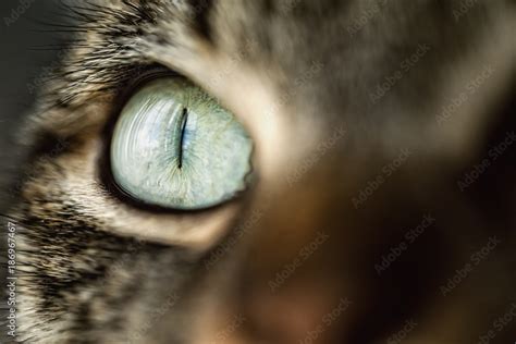 Cat Eye Close Up Stock Foto Adobe Stock