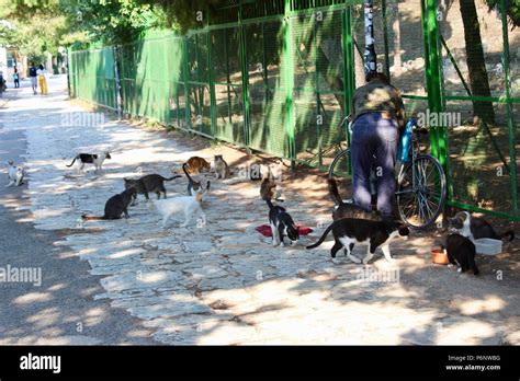 Feral Cats Group Hi Res Stock Photography And Images Alamy