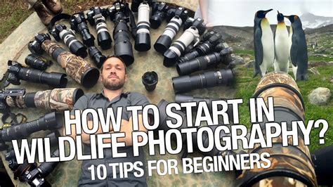 Wildlife Photography For Beginners How To Start 10 Tips You Should