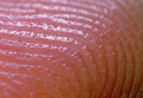 Macrophoto Of Finger Showing Skin Ridges Photograph By Martin Dohrn