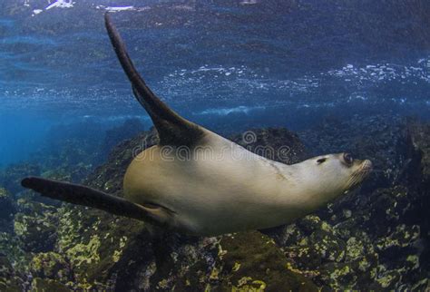 The collapse of darwin's arch. Darwin Arch, Darwin Island, Galapagos Stockfoto - Bild von ...