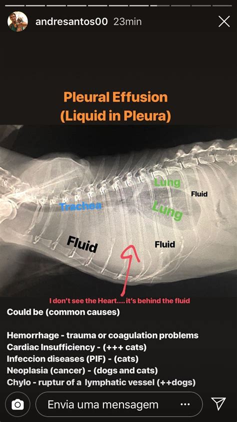 Pleural Effusion Cat Xray Zoe Rosenbaum