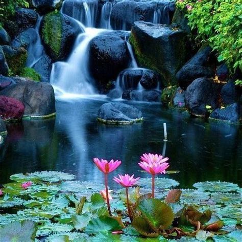 Beautiful Waterfall And Lotus Flowers