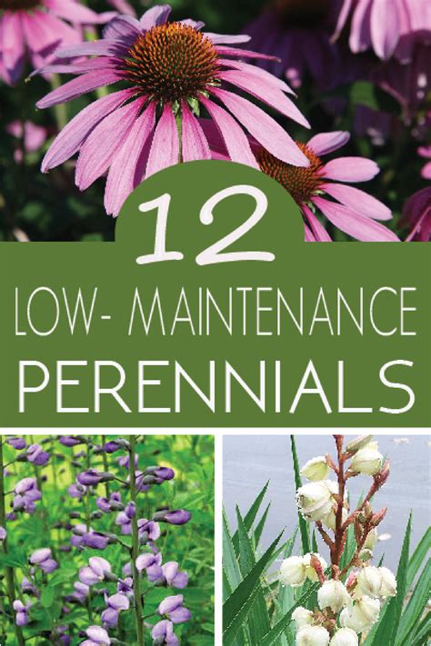 12 Low Maintenance Perennials Perennials Garden Planning Gardening