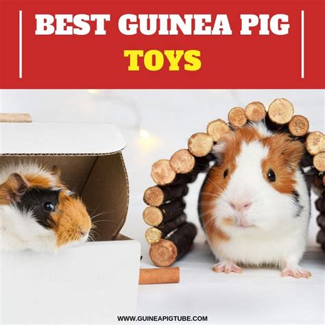 Best Guinea Pig Toys A Helpful Guide Guinea Pig Tube