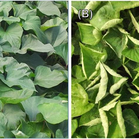 A Healthy Sweet Potato Leaves B Symptomatic Leaves From Sweet