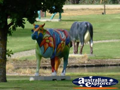 Also surrounding the town is the shepparton art museum and eastbank centre, latrobe university, shepparton sports precinct and kids town. COLOURFUL SHEPPARTON COW PHOTOGRAPH, COLOURFUL SHEPPARTON ...