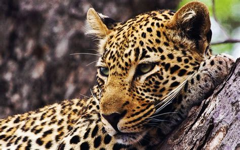 Leopard Full Hd Wallpaper And Background Image 1920x1200 Id89312
