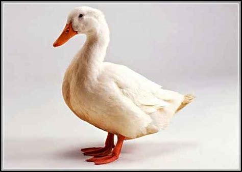 57+ Gambar Animasi Bebek, Trend Saat Ini!