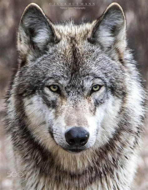 Grey Wolf Kootenay Bc Cute Wild Animals Wolf Dog