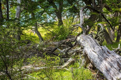 The Fallen Dry Trees Lie In The Forest Shevelev Stock Photo Image