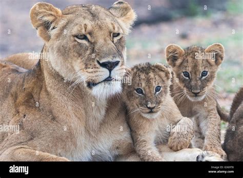 Lioness With Two Cubs Fondling And Two Cubs Looking In To The Camera