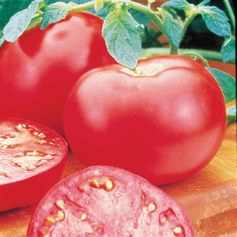 Pink Girl Hybrid Tomato Medium Large Tomato Seeds Totally Tomatoes