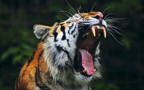 Desktop Hd Wallpapers Free Downloads Angry Tiger Hd Wallpapers