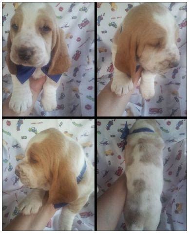 They can sometimes be stubborn and do possess a high prey drive and like to chase wildlife. Basset Hound Puppies for Sale in Bakersfield, California ...