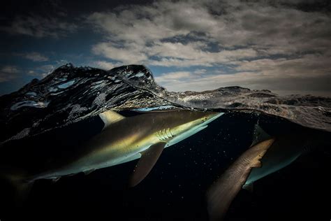 Spectacular Half Underwater Photography By Matty Smith Demilked