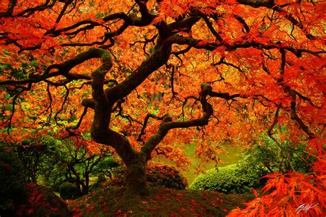 F101 Japanese Maple Portland Japanese Garden Oregon Randall J