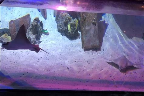 Sea Life At Mall Of America Reopens Friday