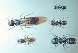 Carpenter Ants Jobs Photos