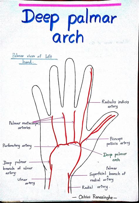 Deep Palmar Arch Basic Anatomy And Physiology Human Anatomy And