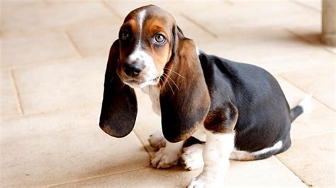 How To Tell The Breed Of A Basset Hound