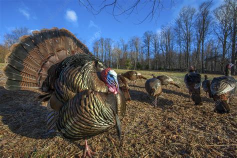 Wild Turkey Stock Image C0559284 Science Photo Library