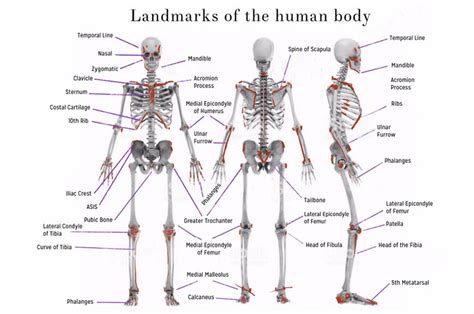 Landmarks Of The Human Body