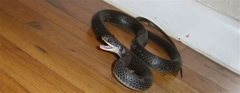 Check spelling or type a new query. Do Mothballs Keep Away Snakes? - Moth Ball Repellent ...