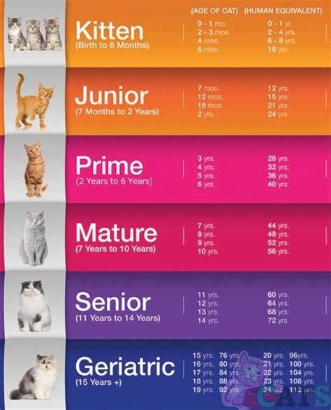 How Old Is Your Cat In Cat Years Cat Years Cat Ages Cat Age Chart