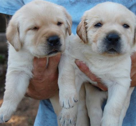 Labrador puppy love is a home breeder based in california. Labrador Retriever puppy dog for sale in Escondido, California