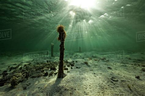 Underwater Light Stock Photo Dissolve