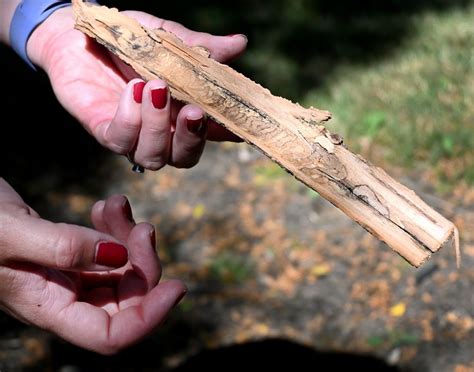 Profoundly Devastating Invasive Emerald Ash Borer Threatens Oregon Trees High Babe