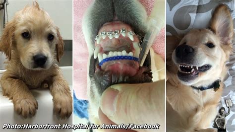 Golden Retriever Puppy Gets Braces And Somehow Looks Even