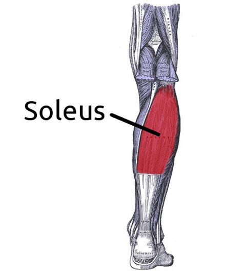 Soleus Muscle And Its Role The Palpation Clinic