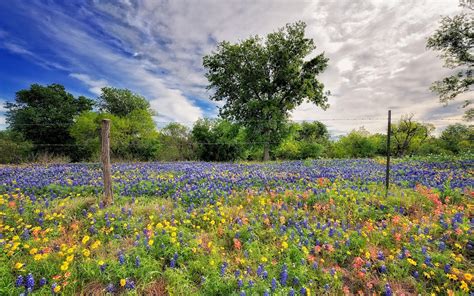 Beautiful Nature Landscapes Spring Wallpaper Download 1600 X 1000 Flower Wallpaper