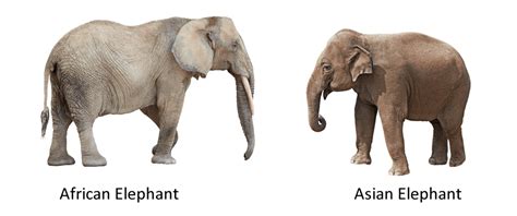 The Differences Between Asian And African Elephants