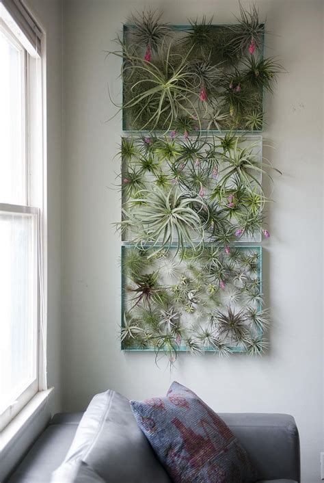 12 Elegant Ways To Bring Air Plants Into Your Home Air Plants Decor