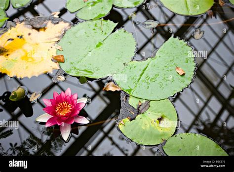 Indian Red Water Lily Nymphaea Rubra Sapporo Botanical Garden