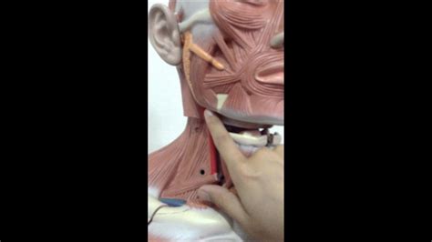 Parotid Gland And Submandibular Youtube