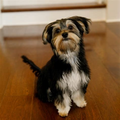 MORKIE - Puppies For Sale Lone Star Texas