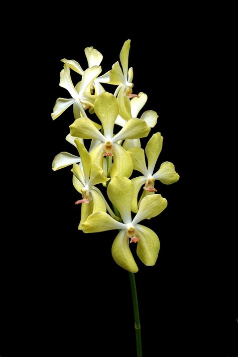 Jual lee kuan yew tanaman rambat menjuntai di lapak grass. Stroll through more than 100 orchid varieties at the ...