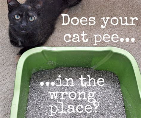 How To Get Rid Of Sour Cat Urine Odor For Good Cat Pee Smell Cat
