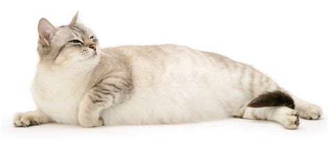 How to care for a pregnant cat find interesting tips thepets cat pregnant cat care tips helpful articles for pet owners how to treat a.@ludemeula fernandes. How to take care of a pregnant cat | HireRush Blog