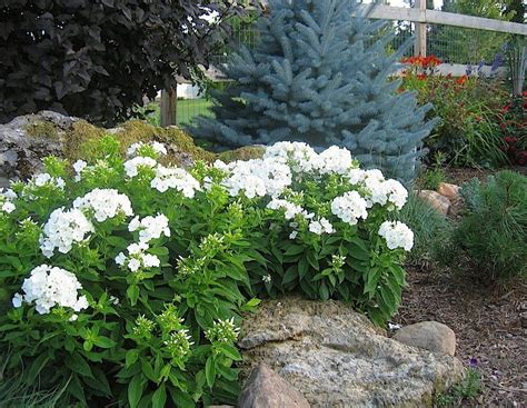 Using Phlox Volcano To Add Colour To Your Garden Anthony Tesselaar