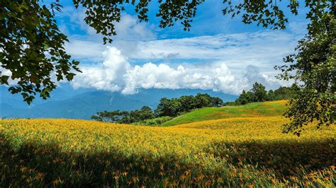 Beautiful Yellow Flowers Field With Green Grass And Landscape View Of